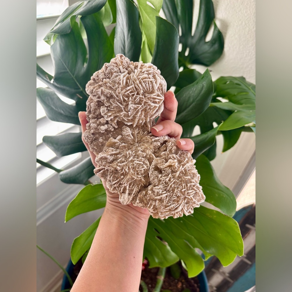 Desert Rose - Picture 5 of 5